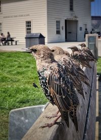 Close-up of bird perching on grass