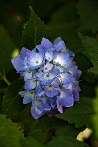 Close-up of purple hydrangea blue flower