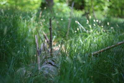 Close-up of grass on field