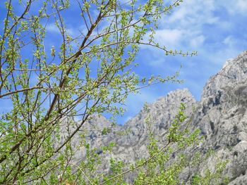 Low angle view of tree against sky