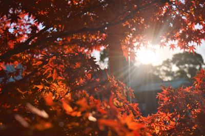 Close-up of autumn trees in forest