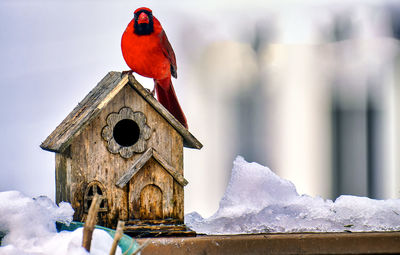 Close-up of bird perching on snow