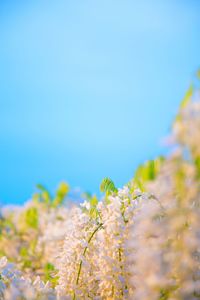 Close-up of yellow flowers against clear blue sky