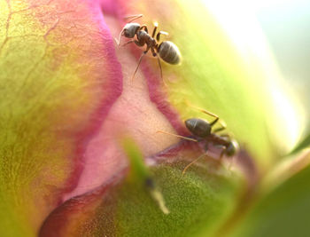 Close-up of ant on flower