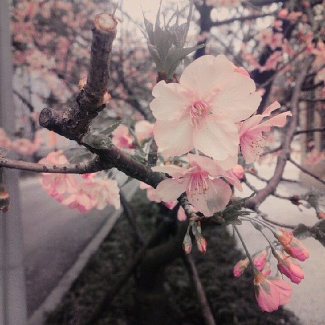 flower, pink color, freshness, fragility, branch, petal, growth, nature, tree, cherry blossom, beauty in nature, focus on foreground, close-up, blossom, pink, day, cherry tree, outdoors, flower head, blooming