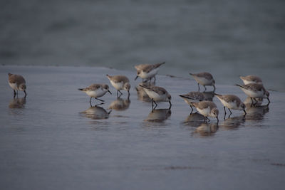 Flock of birds in lake