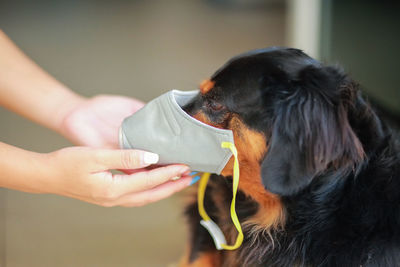 Close-up of person holding dog