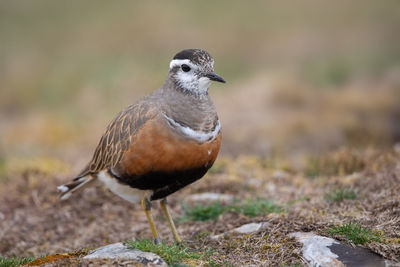 Close-up of a bird on field