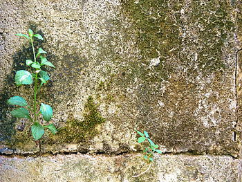 Close-up of plants against wall