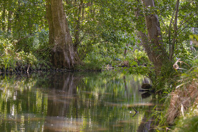 Scenic view of forest