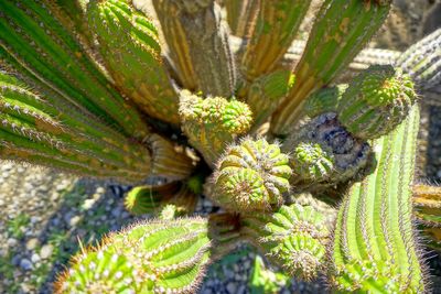 Close-up of green leaves