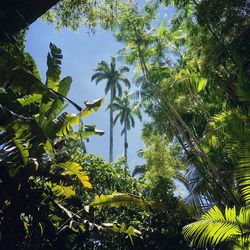 Low angle view of trees against blue sky