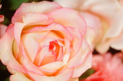 Close-up of pink rose