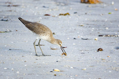 Close-up of bird on sand