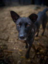 Close-up of dog