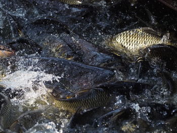 Close-up of fish in sea