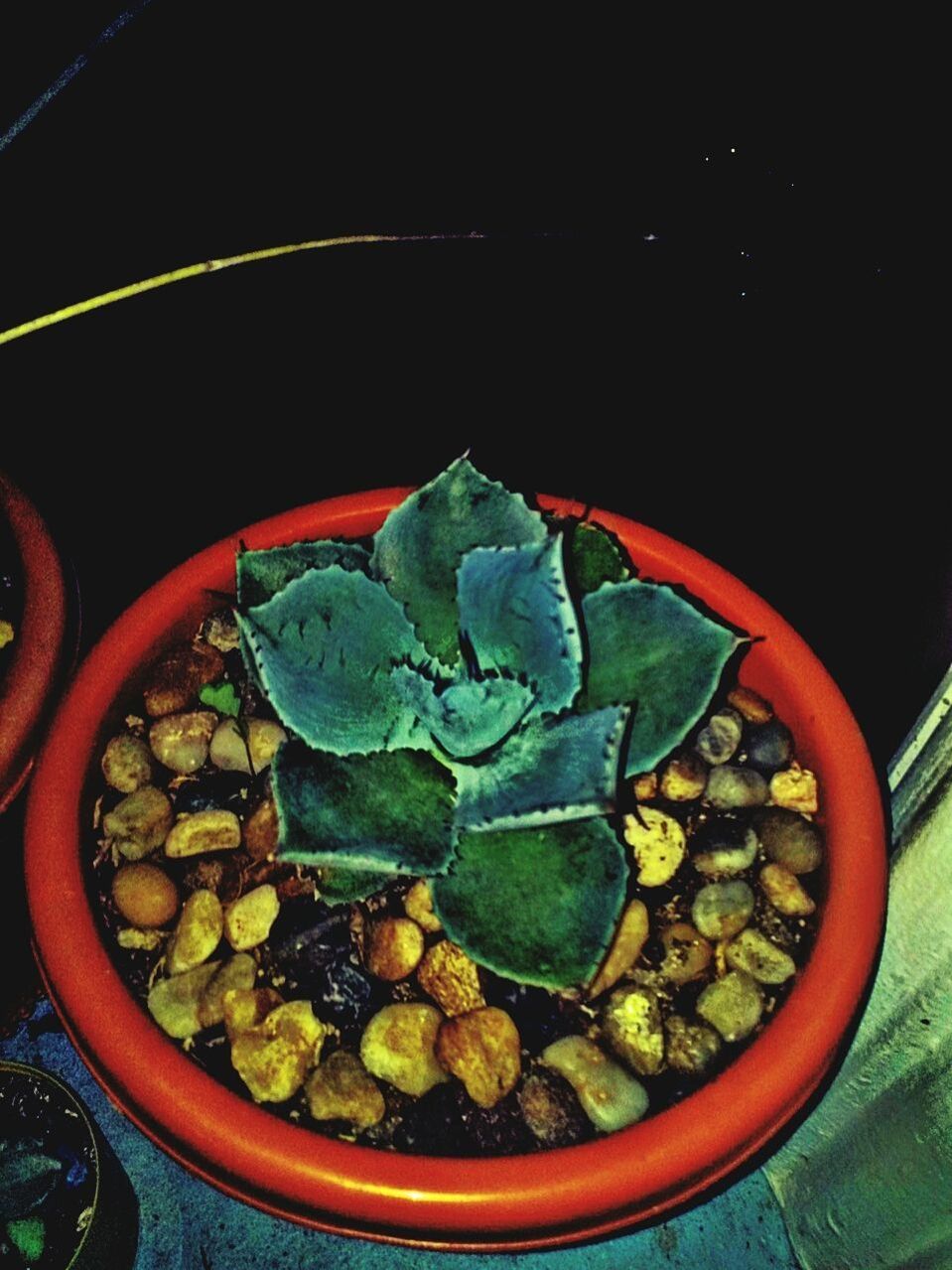 CLOSE-UP OF FRESH POTTED PLANTS ON TABLE