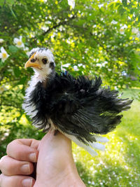 Cropped image of hand holding bird against plants
