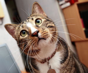 Close-up portrait of cat