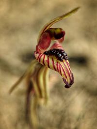 Close-up of insect on red flower