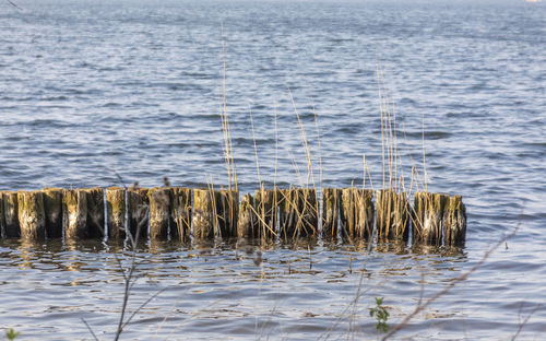 Wooden posts in sea