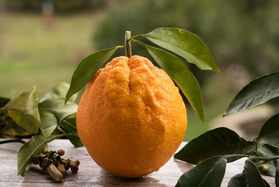 Close-up of orange fruits on leaves