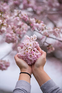 Close-up of hand holding cherry blossoms