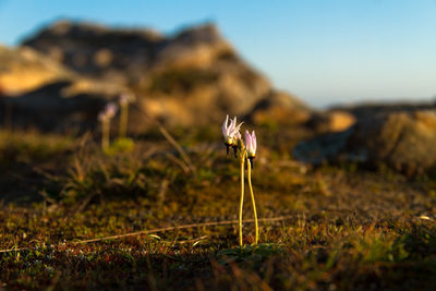 Close-up of white flowering plant on field