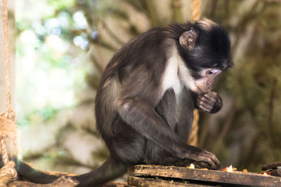 Close-up of monkey sitting outdoors