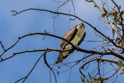 Low angle view of bird perching on tree