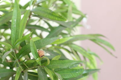 Close-up of green plant