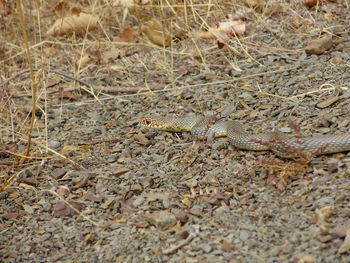 Close-up of lizard