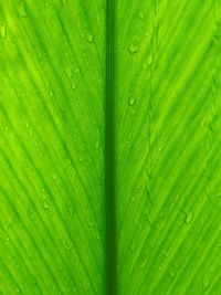 Macro shot of leaf