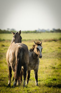 Horses in a field