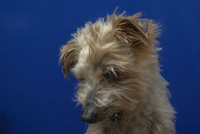 Close-up of dog against blue background