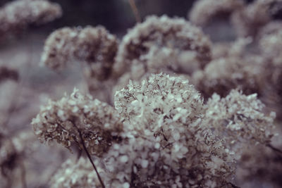 Close-up of flowers