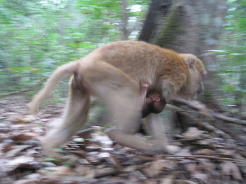 Monkeys in a forest