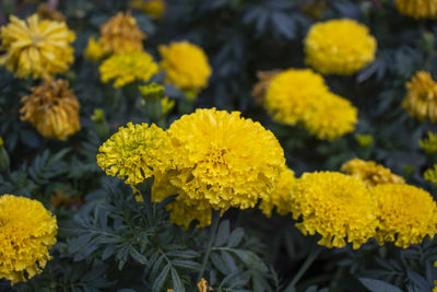 There are many yellow marigolds.