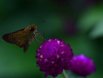 Close-up of butterfly pollinating on purple flower