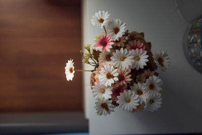 Close-up of white daisy flowers in vase