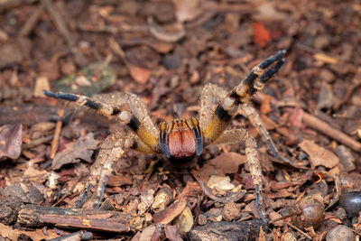 Brazilian wandering spider phoneutria nigriventer