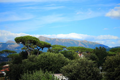 Trees and mountains against blue sky