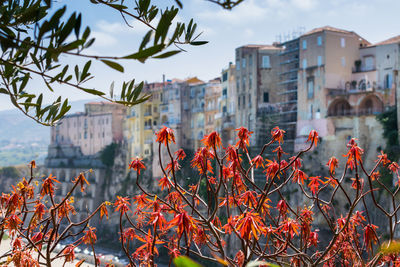 Close-up of flowering plants by buildings against sky by the seashore