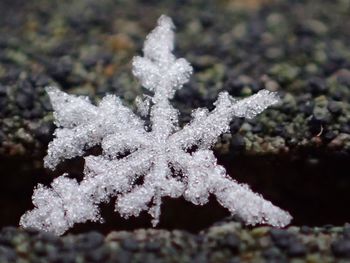 Close-up of snow on leaf