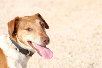 Close-up portrait of dog on sand