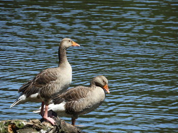 Ducks on a lake