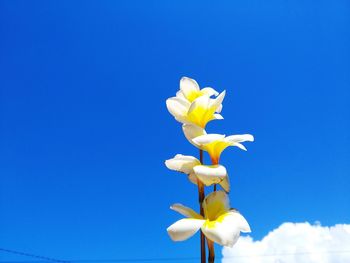 Low angle view of flowering plant against blue sky