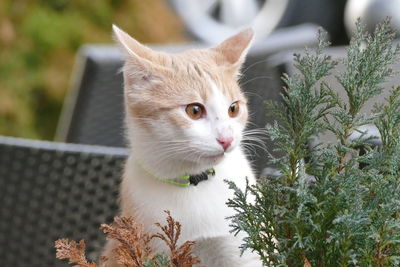 Close-up portrait of a cat