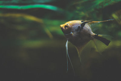Close-up of jellyfish swimming in water