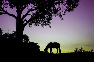 Silhouette horse on field against sky during sunset